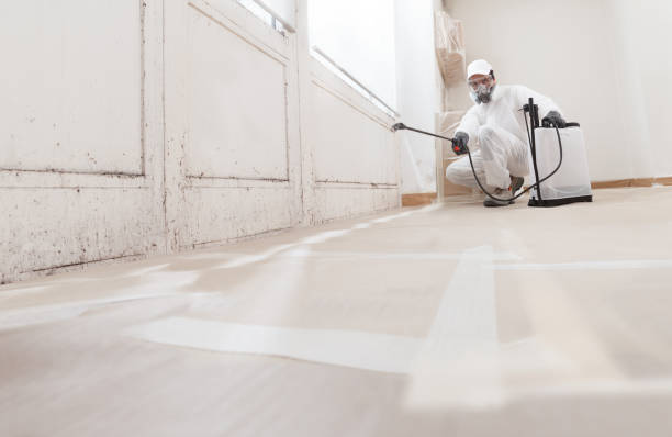 Black mold remediation team in Maynard