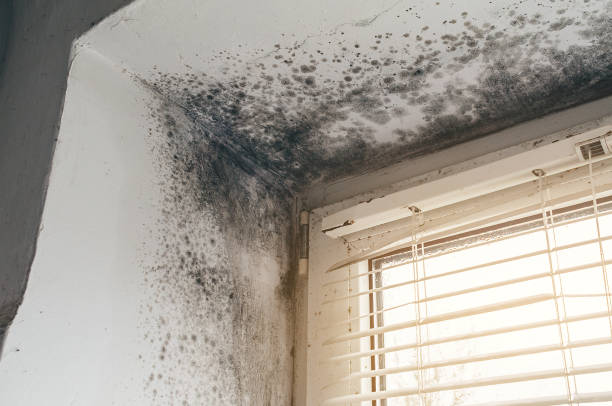 Mold Removal service in Maynard